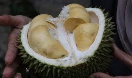 吃榴莲后可以吃凉瓜,完美搭配，消暑解腻的神奇组合