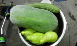 种菜吃瓜,自种蔬菜，共享瓜果乐