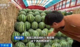 桂平吃瓜,揭秘当地特色美食背后的故事