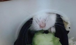 给小仓鼠吃瓜,小仓鼠的夏日瓜果盛宴