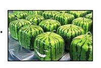 群众吃瓜的海报