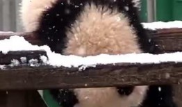 道具吃瓜熊,揭秘神秘道具背后的神奇力量