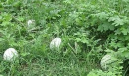 吃瓜心,吃瓜心带你领略明星幕后故事