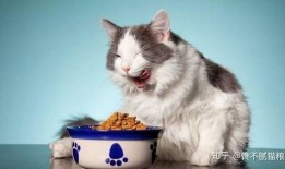 猫猫吃白兰瓜,白兰瓜的甜蜜诱惑