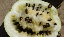 孕妇能否吃籽瓜,籽瓜——孕妇的滋补佳品