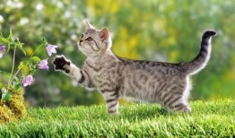 猫咪吵架吃瓜观众,猫咪吵架，吃瓜观众围观成趣