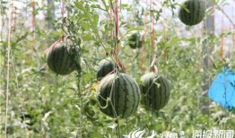 最惨的吃瓜番视频,揭秘最惨番视频幕后真相