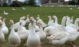 带你吃瓜平头鹅,带你领略“带你吃瓜平头鹅”的独特魅力