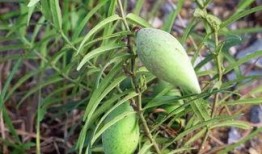 羊吃老瓜,一场生态循环的田园交响曲