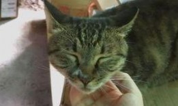 星野狸吃瓜,星野狸的瓜田奇遇记