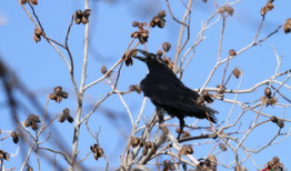 鸦鸦吃瓜,揭秘娱乐圈的幕后故事
