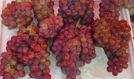 酥瓜和葡萄能一起吃吗,探究两者同食的兼容性