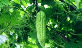 农村天天吃瓜,天天共享田园生活