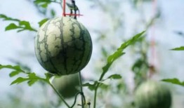 收摊吃瓜,夏日街头的小确幸