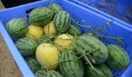 吃瓜群取名,揭秘吃瓜群里的欢乐时光