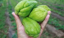 大热天吃瓜顶呱呱