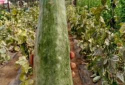 带你吃瓜命名,揭秘娱乐圈那些不为人知的幕后故事