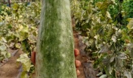 带你吃瓜命名,揭秘娱乐圈那些不为人知的幕后故事