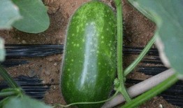 吃瓜系统陆九九