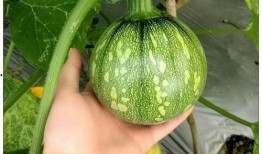 上海乾改吃瓜,揭秘网红美食背后的故事