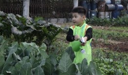 种菜吃瓜,自种蔬菜，共享瓜果乐