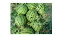 江苏丰县吃瓜,探寻江苏丰县特色美食之旅