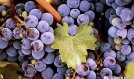 酥瓜和葡萄能一起吃吗,探究两者同食的兼容性