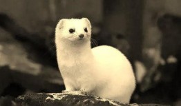 杀貂吃瓜,一场别开生面的杀貂食瓜盛宴