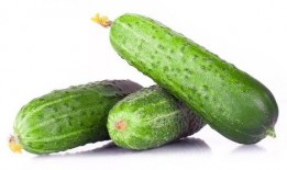 瓜地里吃黄瓜,黄瓜的美味诱惑