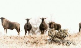 吃瓜的犀牛,揭秘动物界的“美食侦探”