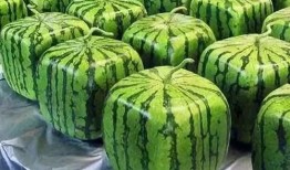 烟袋瓜怎么吃,解锁美味新体验