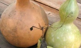 葫芦瓜高温能否吃,安全食用之道