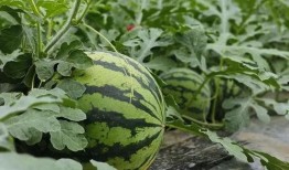 滑县吃瓜原视频,一场引发热议的网络狂欢