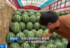 自由吃瓜地基,揭秘网络时代下的娱乐狂欢与社交新趋势