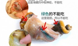 吃瓜螺引起过敏,揭秘海鲜美味背后的风险
