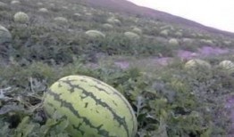 石头哥哥吃瓜,揭秘娱乐圈幕后故事