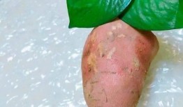 皮炎可以吃土瓜不