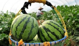 带你吃瓜最新,揭秘带你吃瓜背后的故事与热点事件