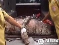 吃瓜活人解剖