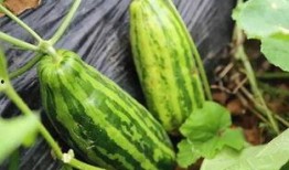 吃瓜中 啥意思,网络热词背后的社会现象