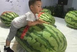 商业的吃瓜事件,揭秘吃瓜事件背后的商业博弈