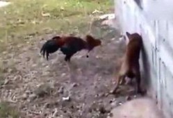 08吃瓜侠,揭秘网络红人的崛起与影响