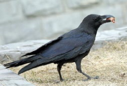 鸦鸦吃瓜,揭秘娱乐圈的幕后故事