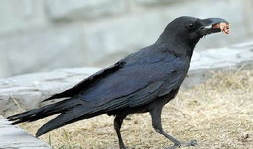 鸦鸦吃瓜,揭秘娱乐圈的幕后故事