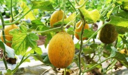 中国邮政吃瓜,吃瓜群众眼中的“快递帝国”