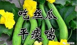 出伏可以吃瓜吗,吃瓜正当时
