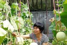 山东即墨吃瓜事件,一场网络热议背后的真相与反思