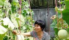 山东即墨吃瓜事件,一场网络热议背后的真相与反思
