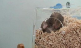 可爱的苍鼠吃瓜,欢乐无限