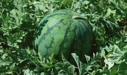 吃瓜全开,吃瓜全开，带你领略明星幕后故事